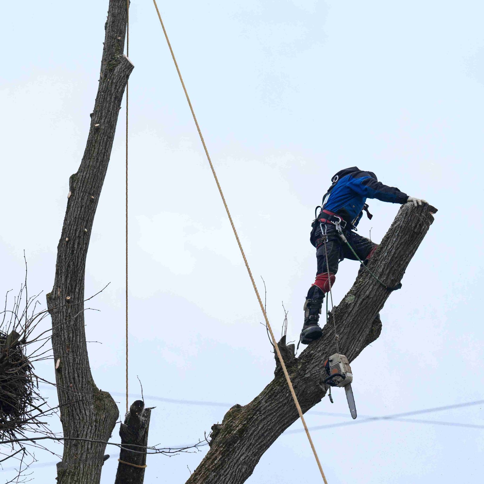 Tree Removal Services